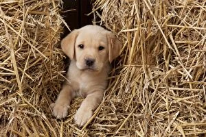 Images Dated 22nd September 2014: DOG Labrador puppy ( 6 weeks old ) in straw
