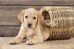 Images Dated 22nd September 2014: DOG Labrador puppy ( 6 weeks old )with a basket
