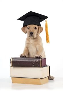 Images Dated 22nd September 2014: DOG Labrador puppy ( 6 weeks old )with books