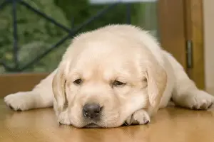 Dog - Labrador puppy