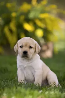 Dog - Labrador puppy