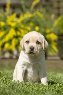Dog - Labrador puppy