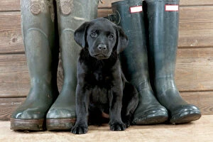 Labrador Gallery: DOG Labrador puppy ( black, 6 weeks old ) with boots