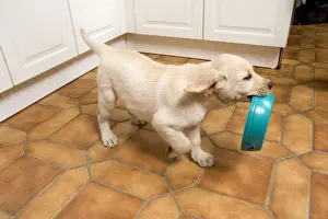 In Kitchen Prints: Dog - Labrador puppy carrying food bowl