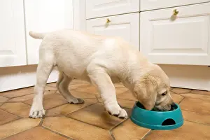 In Kitchen Prints: Dog - Labrador puppy eating
