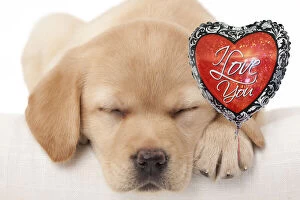 Dog - Labrador puppy holding a heart shaped balloon