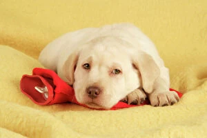 Retriever Collection: Dog - Labrador puppy on hotwater bottle
