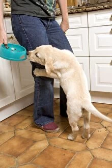 Dog - Labrador puppy jumping to for food