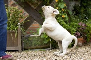 Dog - Labrador puppy jumping up at owner
