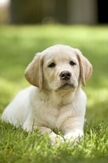 Dog - Labrador puppy lying on grass