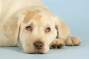 Get Well Prints: Dog - Labrador puppy with a plaster on head