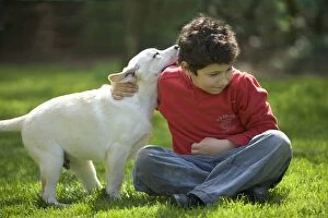 Dog - labrador puppy playing with boy