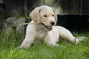 Dog - Labrador puppy - playing with stick in garden Dog - Labrador puppy - playing with stick in garden