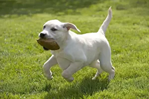 Collecting Prints: Dog - labrador puppy running with toy in mouth