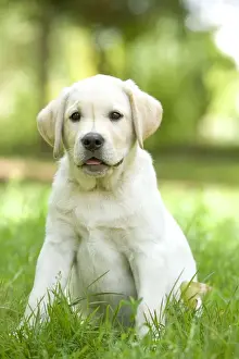 Labrador Retreiver Prints: Dog - Labrador puppy sitting down in grass