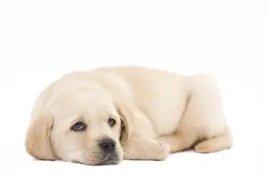 Dog - Labrador puppy in studio