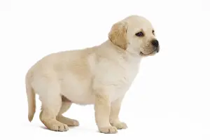 Dog - Labrador puppy in studio