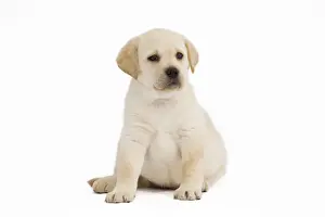 Dog - Labrador puppy in studio