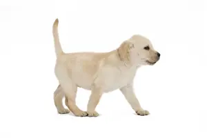Dog - Labrador puppy in studio