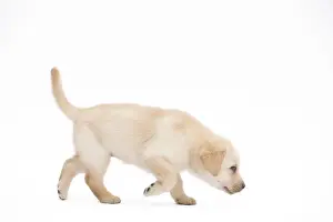 Dog - Labrador puppy in studio