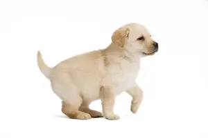 Dog - Labrador puppy in studio