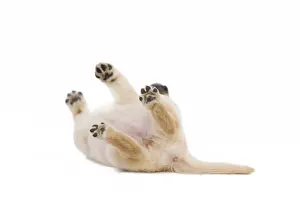 Dog - Labrador puppy in studio rolling on back