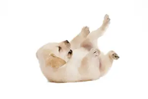 Dog - Labrador puppy in studio rolling on back