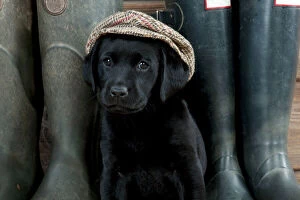 Labrador Gallery: DOG Labrador puppy wearing a cap ( black, 6 weeks old )
