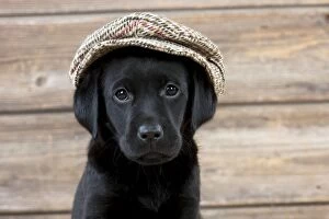 Images Dated 22nd September 2014: DOG Labrador puppy wearing a cap ( black, 6 weeks old )