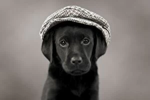 Images Dated 22nd September 2014: Dog Labrador puppy wearing a cap ( black, 6 weeks)