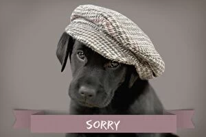 Images Dated 22nd September 2014: Dog Labrador puppy wearing a cap ( black, 6 weeks)