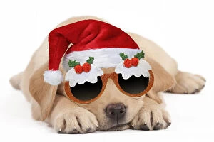 Images Dated 12th April 2020: Dog - Labrador puppy wearing santa hat and Christmas