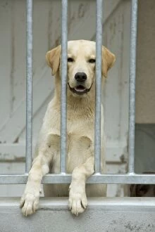 Rescue Centre Collection: Dog - labrador at rescue centre