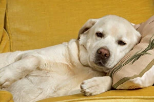 Dog - labrador resting on sofa