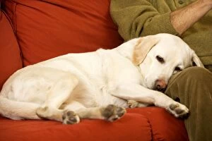 Dog - Labrador resting on sofa with owner