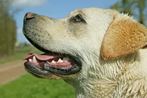 Labrador Retreiver Prints: Dog - Labrador Retriever
