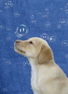 Images Dated 28th November 2007: DOG. Labrador Retriever - 9 wk old puppies looking up at bubbles