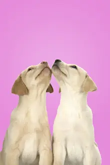 Valentine Prints: DOG. Labrador Retriever - 9 wk old puppies looking up