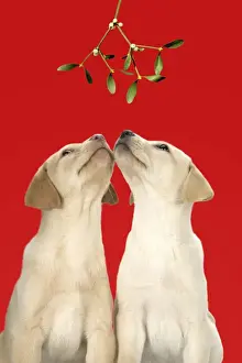 DOG. Labrador Retriever - 9 wk old puppies looking up at mistletoe