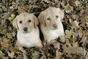 Images Dated 28th November 2007: DOG. Labrador Retriever - 9 wk old puppies lying down in leaves
