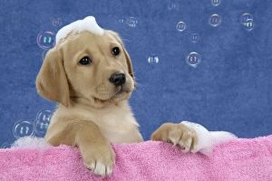 Images Dated 28th November 2007: DOG. Labrador Retriever - 9 wk old puppies with soap and bubbles