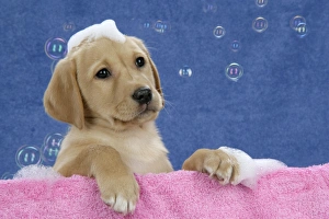 Images Dated 28th November 2007: DOG. Labrador Retriever - 9 wk old puppies with soap and bubbles