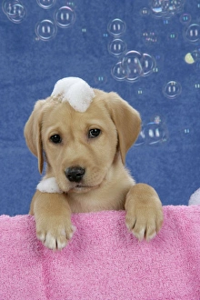 Images Dated 28th November 2007: DOG. Labrador Retriever - 9 wk old puppies with soap and bubbles