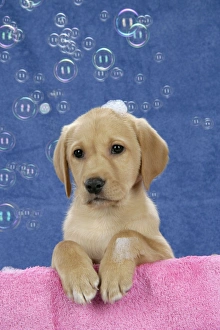 Images Dated 28th November 2007: DOG. Labrador Retriever - 9 wk old puppies with soap and bubbles