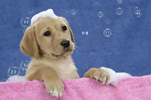 Labrador Prints: DOG. Labrador Retriever - 9 wk old puppies with soap and bubbles
