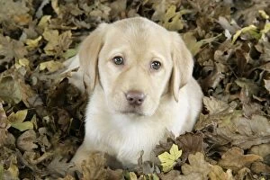 Images Dated 28th November 2007: DOG. Labrador Retriever - 9 wk old puppy lying down in leaves
