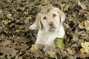 Images Dated 28th November 2007: DOG. Labrador Retriever - 9 wk old puppy lying down in leaves