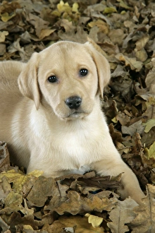 Images Dated 28th November 2007: DOG. Labrador Retriever - 9 wk old puppy lying down in leaves