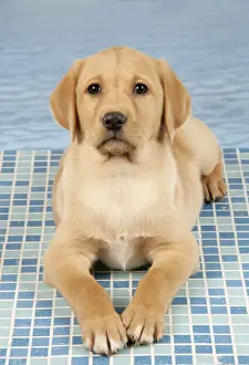 DOG. Labrador Retriever - 9 wk old puppy lying down on blue tiles