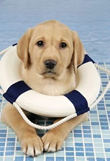 Images Dated 28th November 2007: DOG. Labrador Retriever - 9 wk old puppy wearing a lifebouy